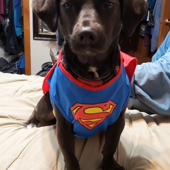 Meet your Posher, Jane Sokol Shulman - Picture 2 of 10